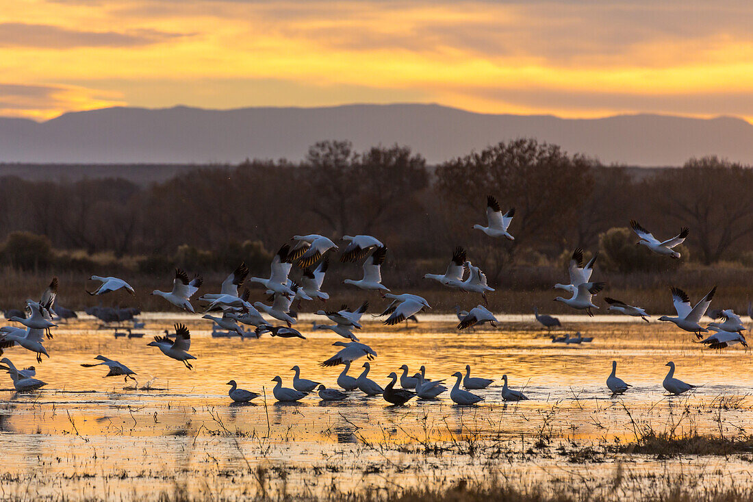 Snow geese taking off from a pond at sunrise at Bosque del Apache National Wildlife Refuge in New Mexico.