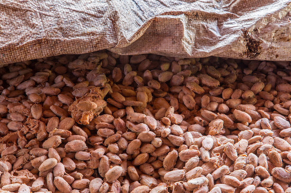 Cacao beans undergoing fermentation on a cacao plantation in the Dominican Republic.