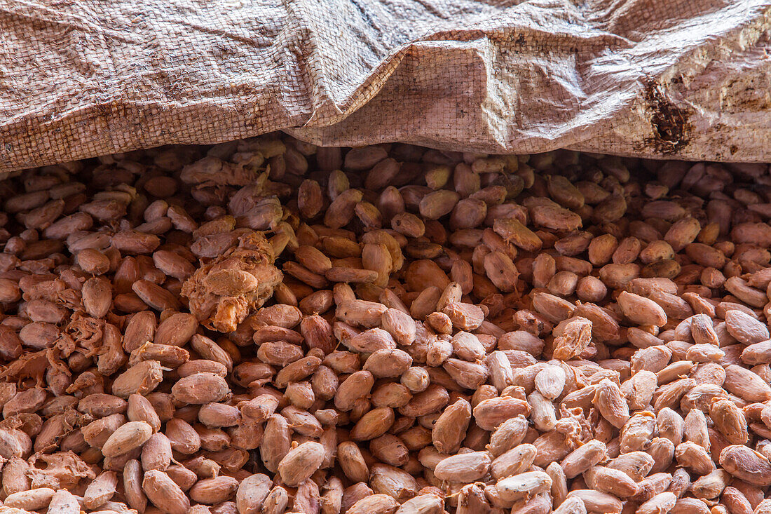 Kakaobohnen während der Fermentation auf einer Kakaoplantage in der Dominikanischen Republik