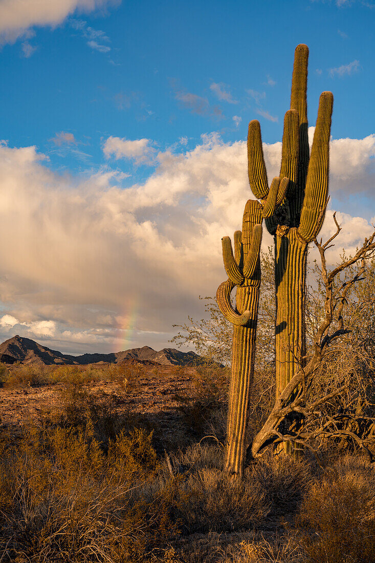 Saguaro-Kaktus und ein Regenbogen über den Plomosa Mountains in der Sonoran-Wüste bei Quartzsite, Arizona