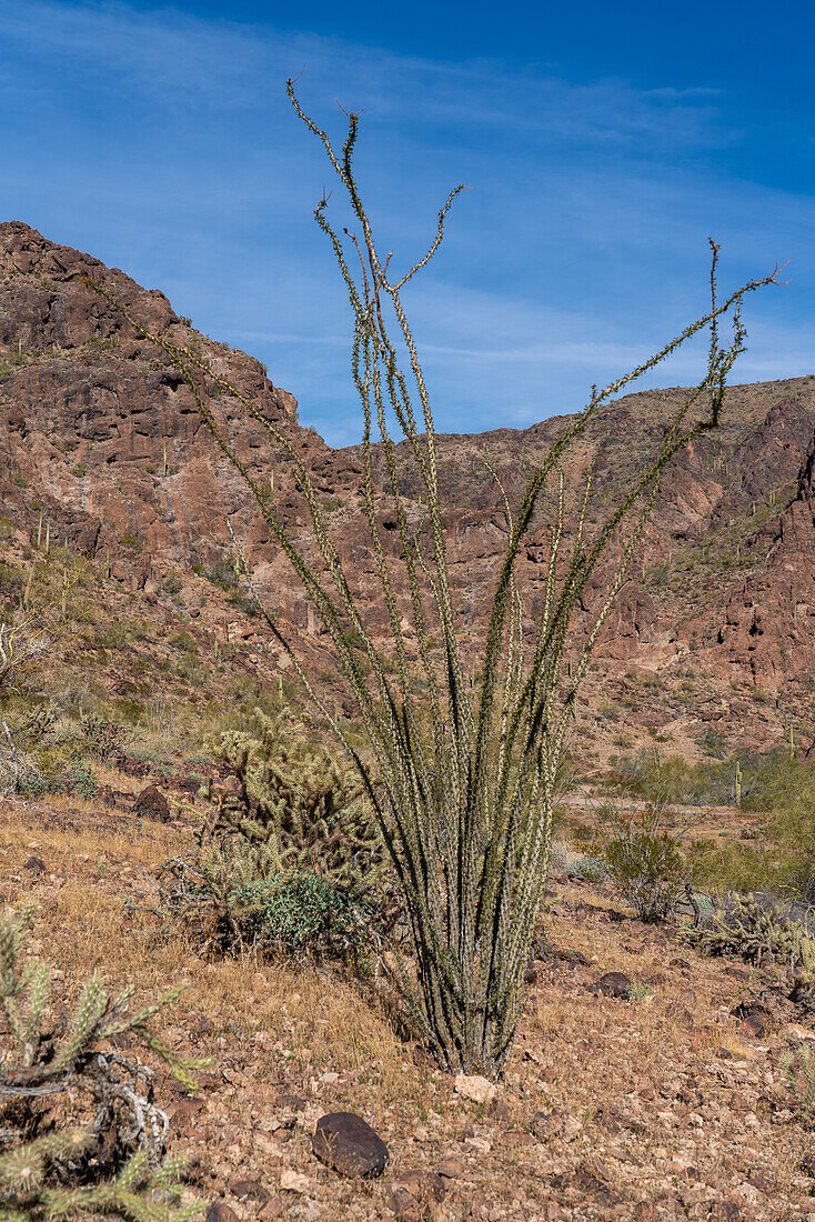 Ocotillo, Fouquieria splendens, in der Sonoran-Wüste bei Quartzsite, Arizona