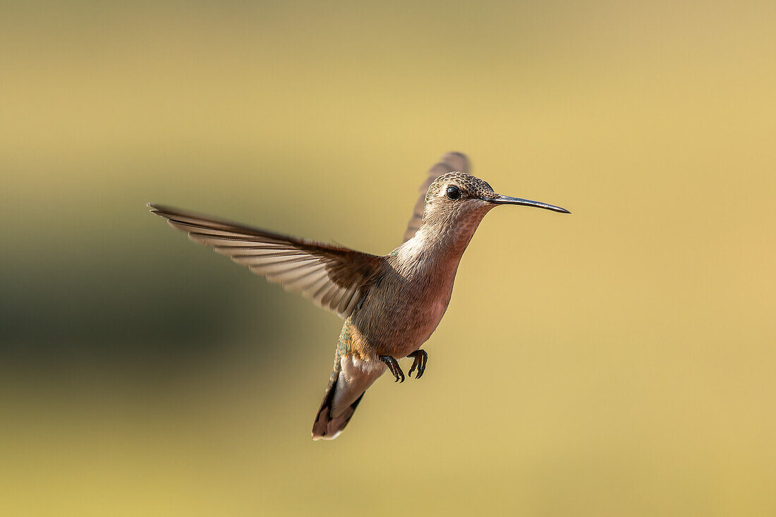 Ein weiblicher Schwarzkinnkolibri, Archilochus alexandri, schwebt im Flug