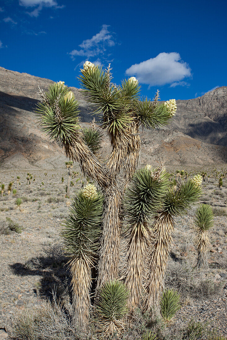 Joshua Tree, Yucca brevifolia, in bloom in spring in Death Valley National Park in the Mojave Desert in California.