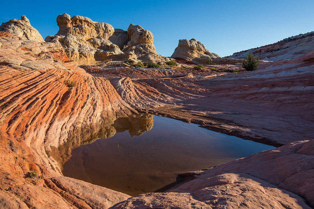 Spiegelung in einem ephemeren Pool in der White Pocket Recreation Area, Vermilion Cliffs National Monument, Arizona