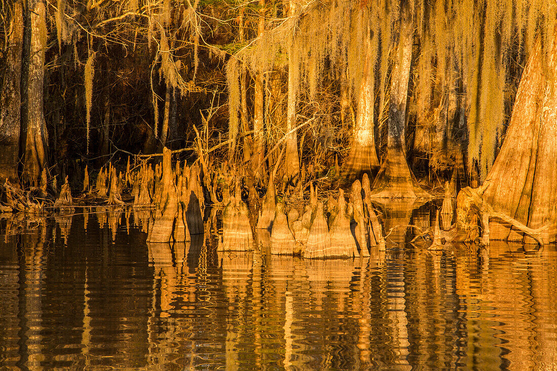 Cypress knees & Spanish moss on old-growth bald cypress trees in Lake Dauterive in the Atchafalaya Basin in Louisiana.