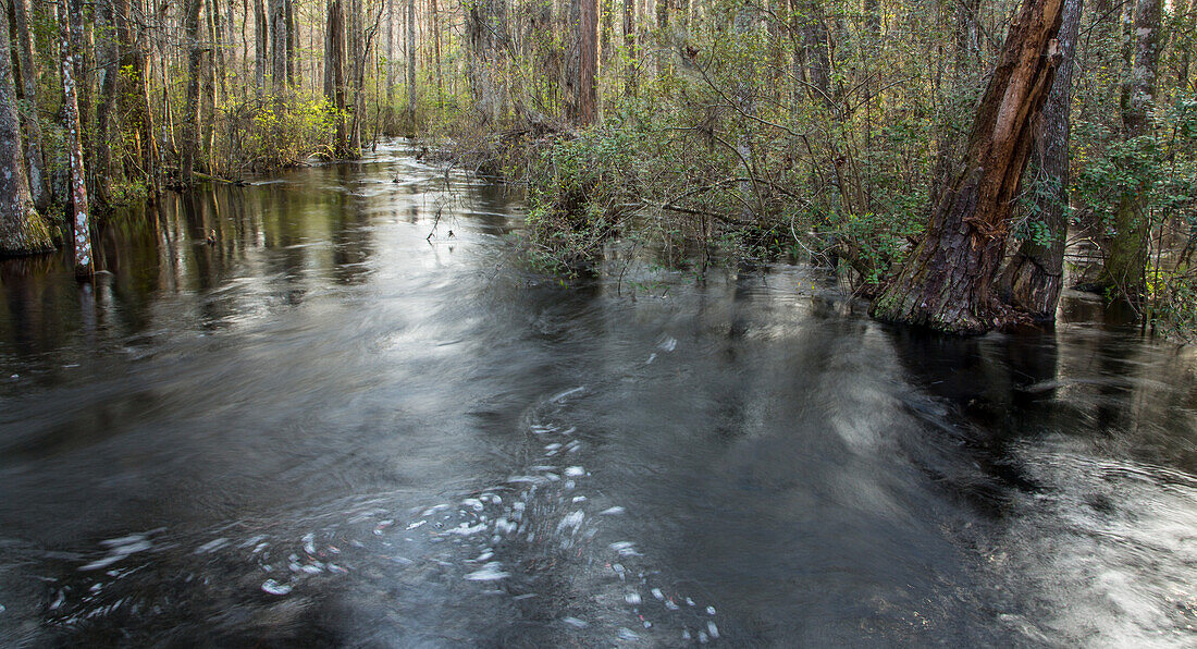 A forest of Water Tupelo Trees, Nyssa aquatica, in a swamp in the Panhandle of northern Florida.