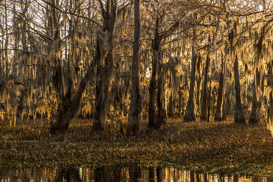 Sunrise light on bald cypress trees draped with Spanish moss in a lake in the Atchafalaya Basin in Louisiana. Invasive water hyacinth covers the water.
