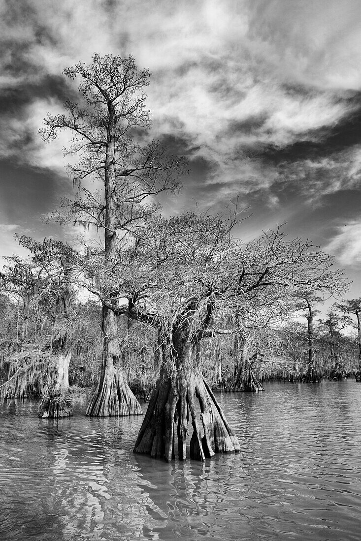 Old-growth bald cypress trees in Lake Dauterive in the Atchafalaya Basin or Swamp in Louisiana.