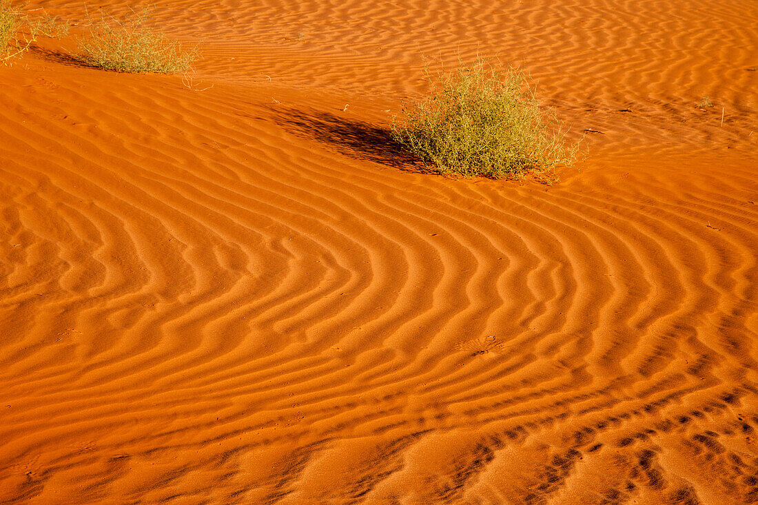 Ein Steppenläufer in den gewellten Sanddünen im Monument Valley Navajo Tribal Park in Arizona