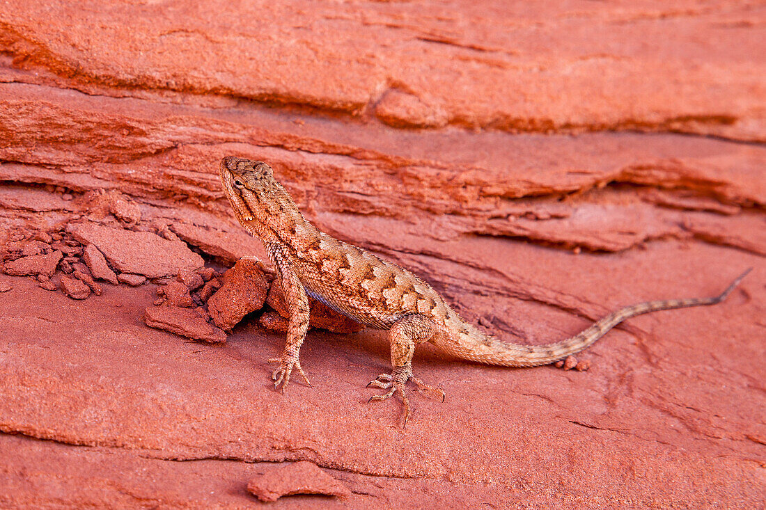 Eine männliche Plateau-Zauneidechse, Sceloporus tristichus, im Mystery Valley im Monument Valley Navajo Tribal Park in Arizona