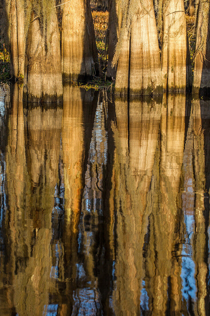 Kahle Zypressenstämme spiegeln sich in einem See im Atchafalaya-Becken in Louisiana