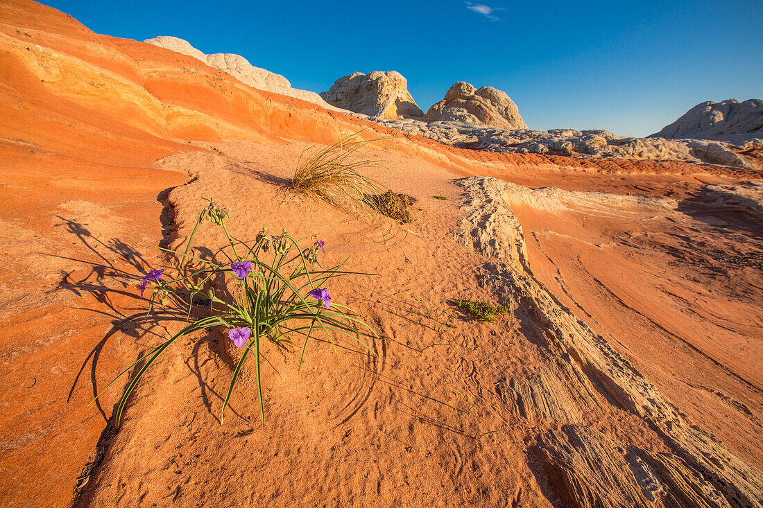 Prairie Spiderwort flowers in bloom in the White Pocket Recreation Area, Vermilion Cliffs National Monument, Arizona.