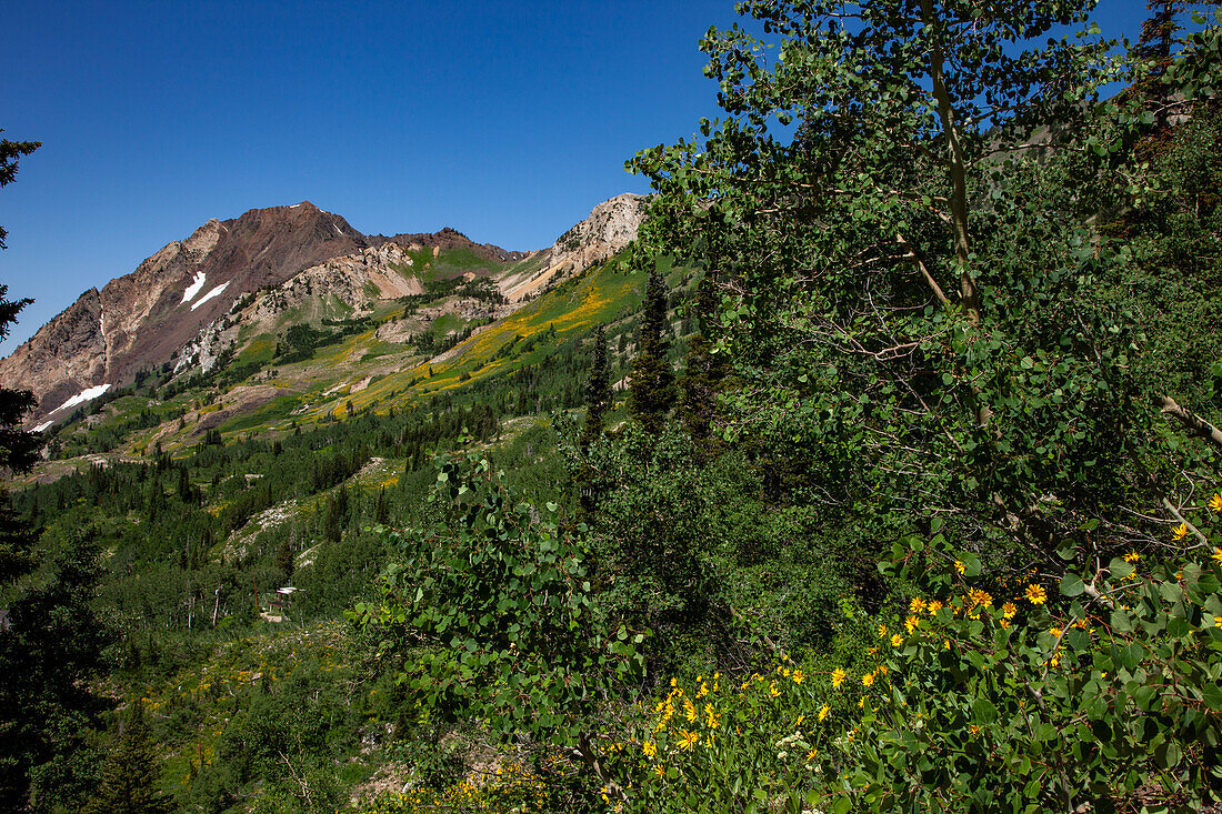Sommerliche Wildblumenblüte im Albion Basin im Little Cottonwood Canyon bei Salt Lake City, Utah. Der Mount Superior liegt dahinter
