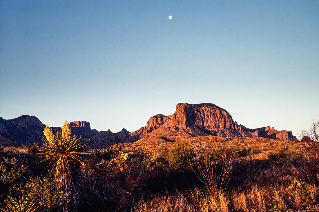 Der Mond über den Chisos Mountains mit einer blühenden Soaptree Yucca Pflanze im Big Bend National Park in Texas