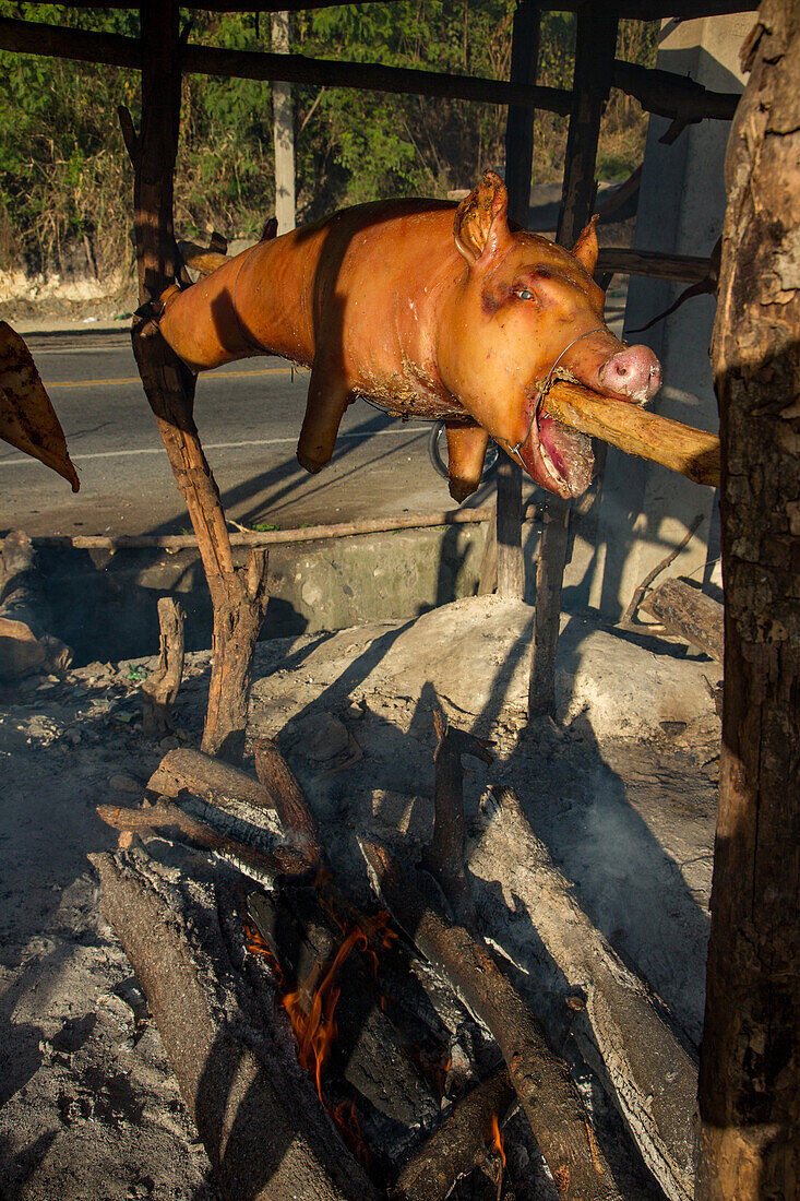 Braten von ganzen Schweinen auf Holzspießen über einem offenen Holzfeuer am Straßenrand in Haina, Dominikanische Republik