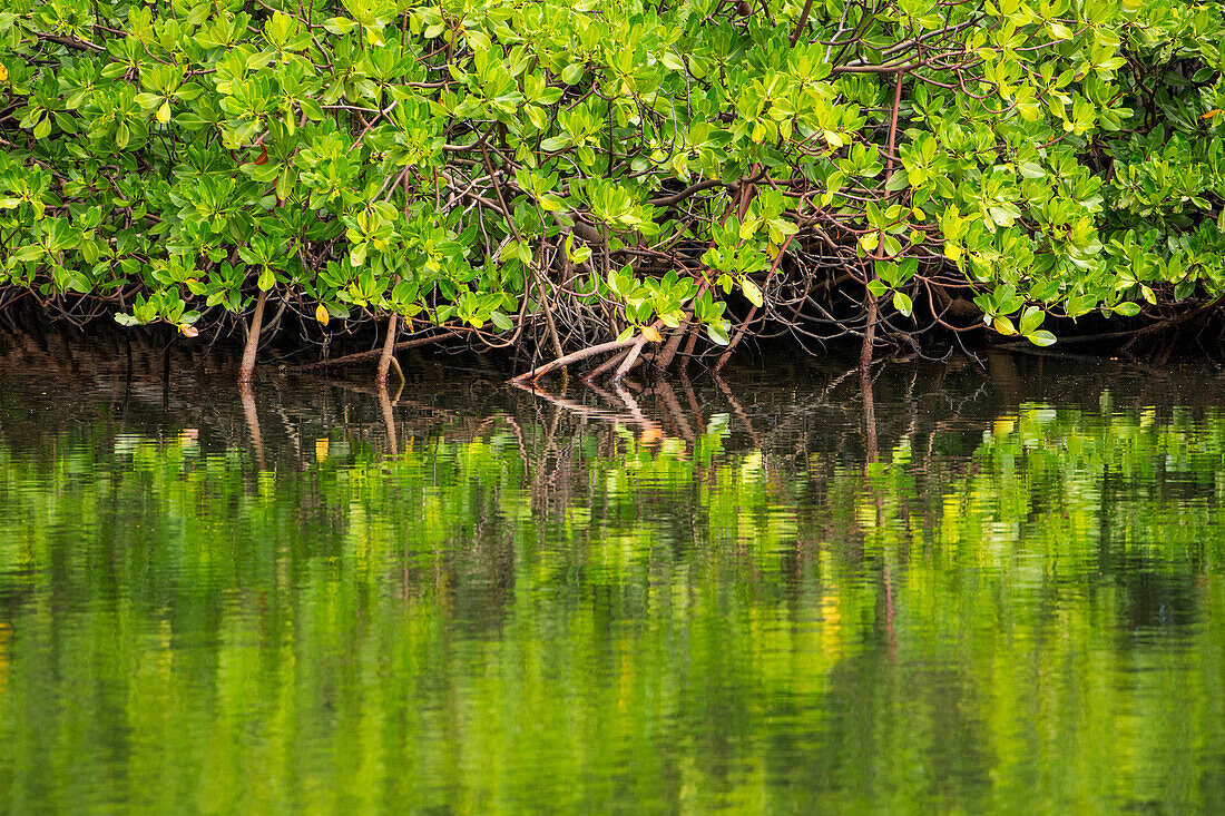 Red Mangrove forest, Rhizophora mangle, in swampy salt marshes in the Monte Cristi National Park, Dominican Republic.