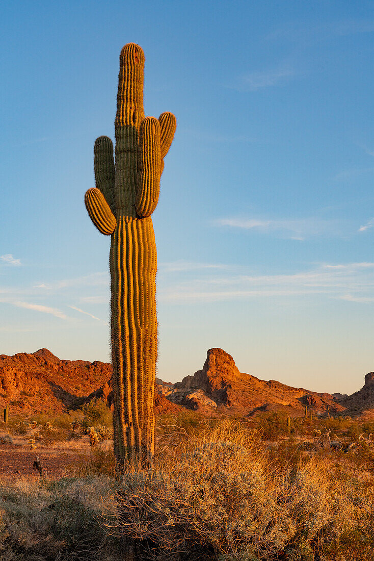 Ein Saguaro-Kaktus vor den Plomosa-Bergen in der Sonoran-Wüste bei Quartzsite, Arizona