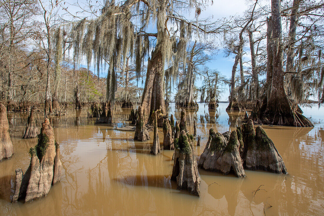 Cypress knees and bald cypress trees draped with Spanish moss in Lake Dauterive in the Atchafalaya Basin or Swamp in Louisiana.