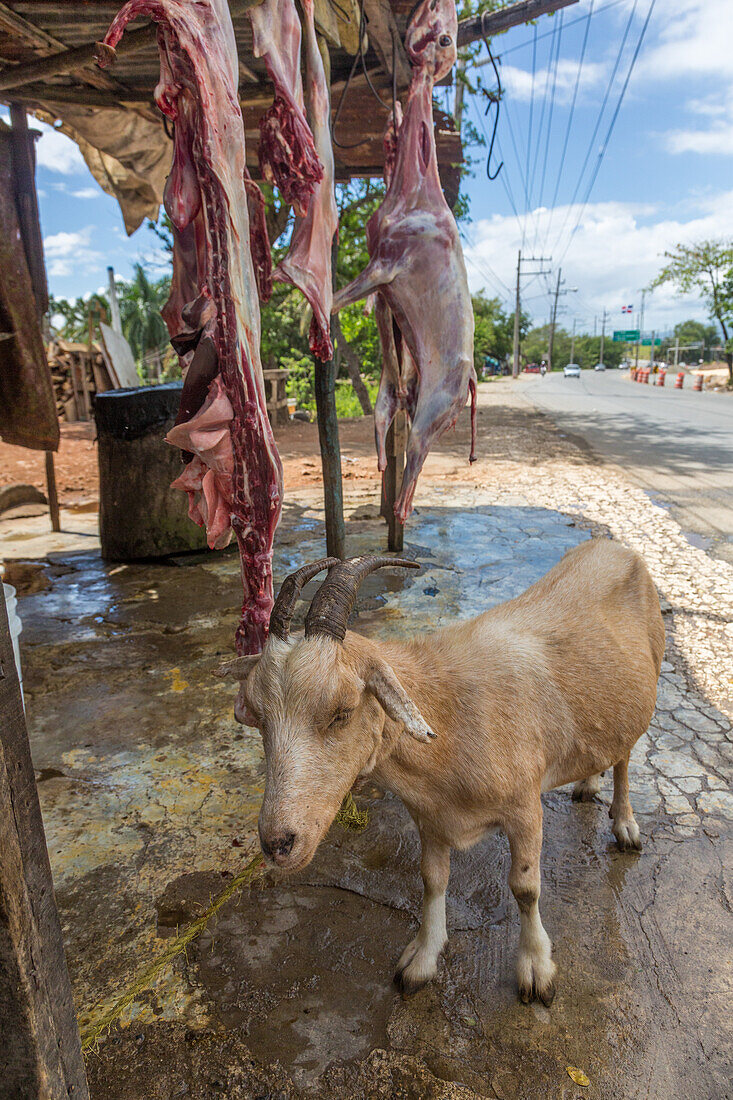 Ziegen warten am Straßenrand in der Dominikanischen Republik darauf, geschlachtet und zum Verkauf aufgehängt zu werden. Im Hintergrund sieht man die geschlachteten Kadaver hängen. Ziegenfleisch, oder Chivo, ist dort ein sehr beliebtes Gericht
