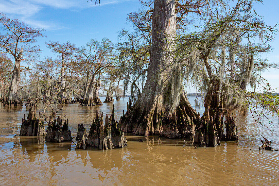 Cypress knees and bald cypress trees in Lake Dauterive in the Atchafalaya Basin or Swamp in Louisiana.