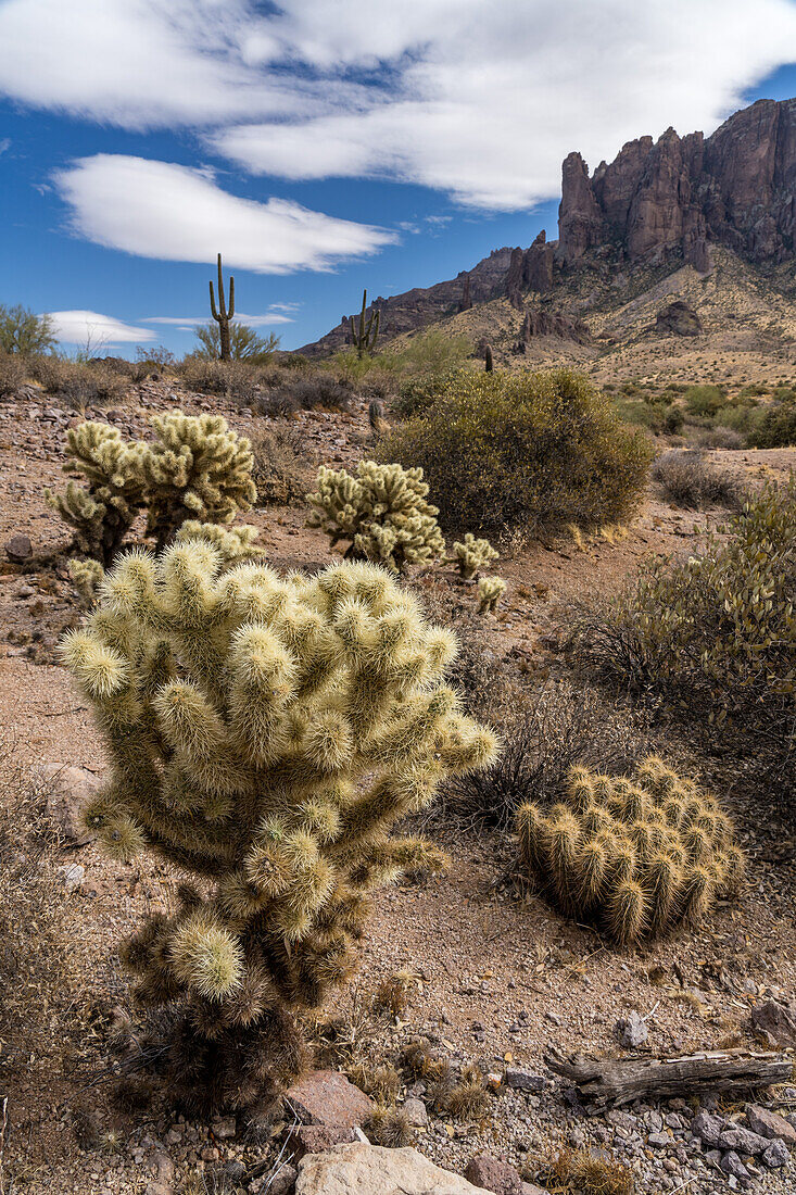 Teddy Bear Cholla and a hedgehog cactus in the Lost Dutchman State Park, Apache Junction, Arizona.