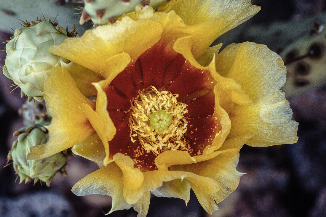 Ein Stachelfrucht-Birnenkaktus, Opuntia x spinosibacca, in Blüte im BIg Bend National Park in Texas