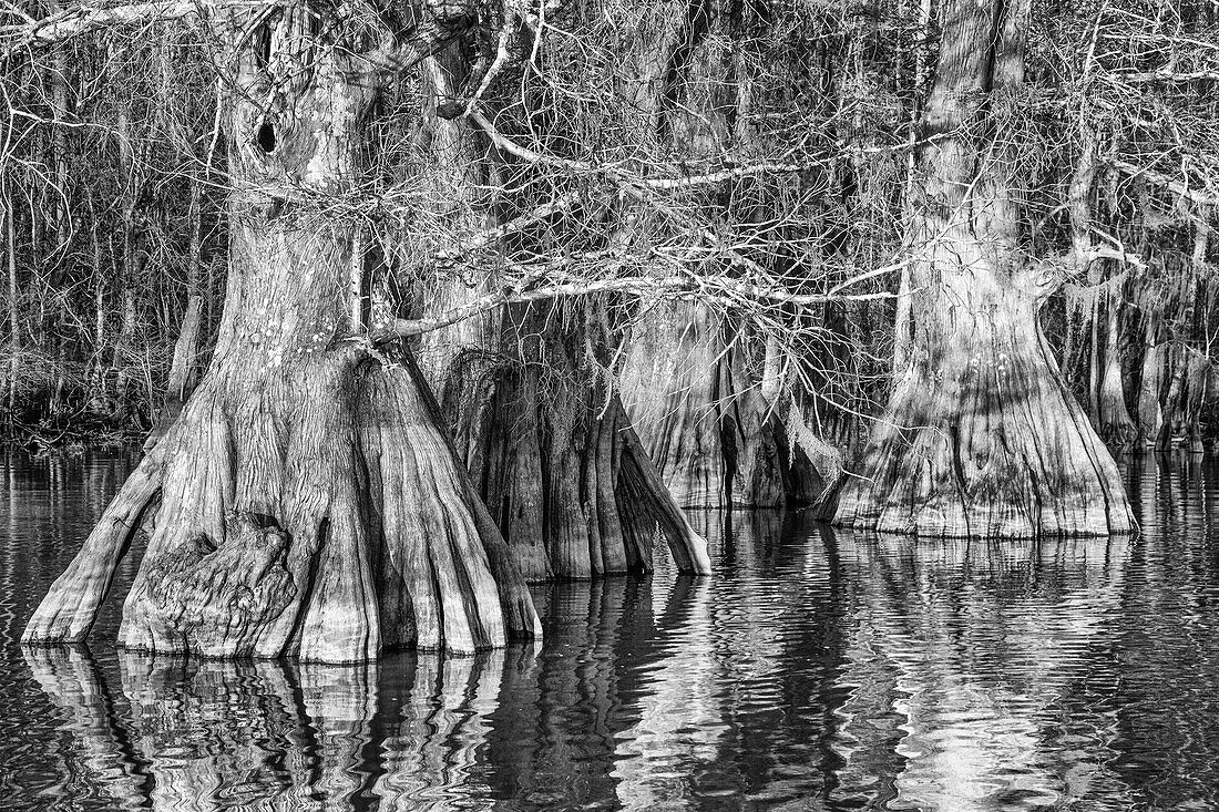 Old-growth bald cypress tree trunks in Lake Dauterive in the Atchafalaya Basin or Swamp in Louisiana.