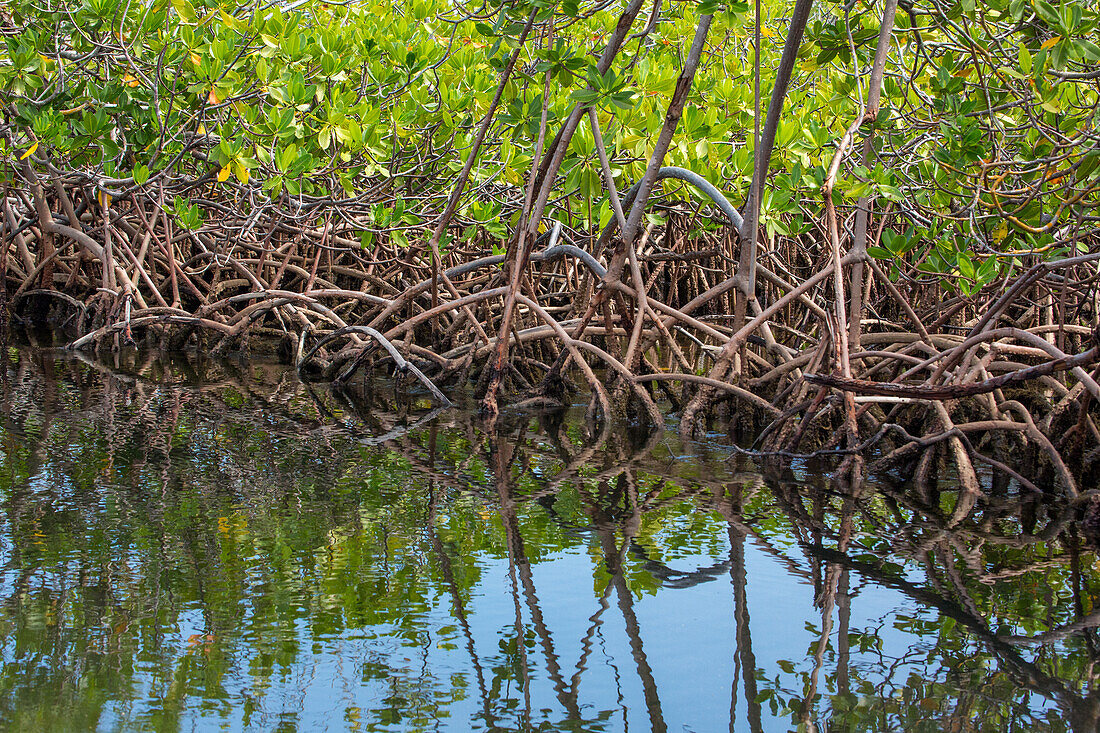 Stützwurzeln der Roten Mangrove, Rhizophora mangle, in einem sumpfigen Salzsumpf im Monte Cristi National Park, Dominikanische Republik