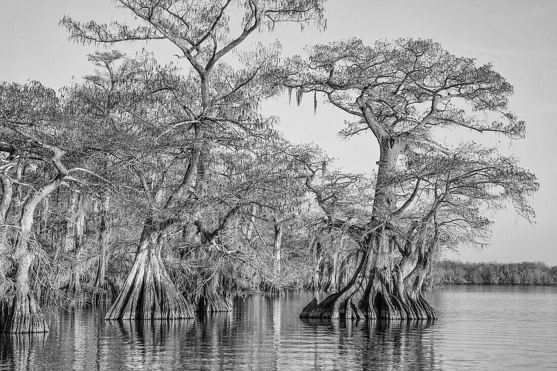 Old-growth bald cypress trees in Lake Dauterive in the Atchafalaya Basin or Swamp in Louisiana.