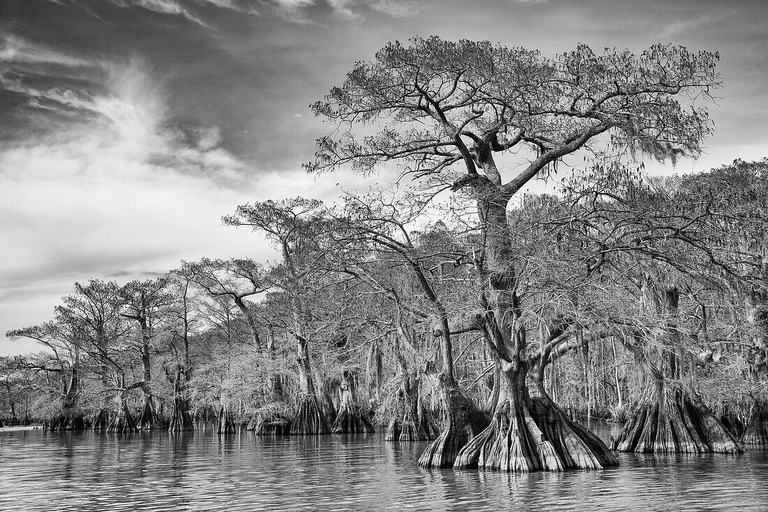 Altgewachsene Sumpfzypressen im Dauterive-See im Atchafalaya-Becken oder -Sumpf in Louisiana