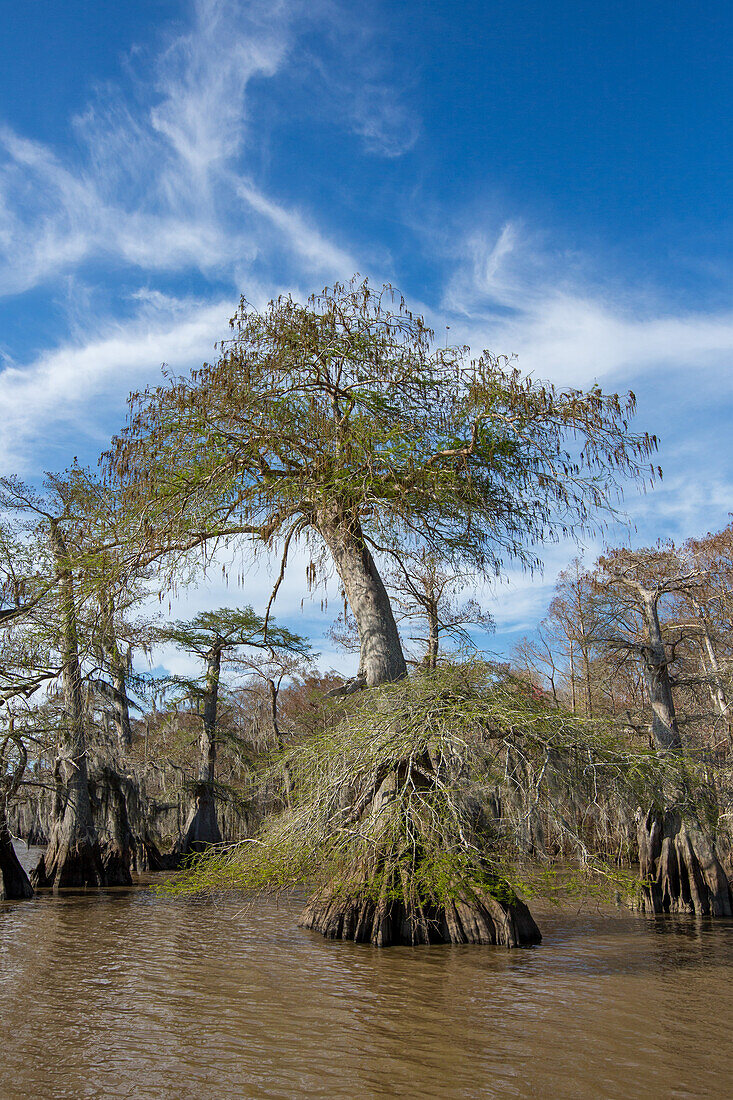 Old-growth bald cypress trees in Lake Dauterive in the Atchafalaya Basin or Swamp in Louisiana.