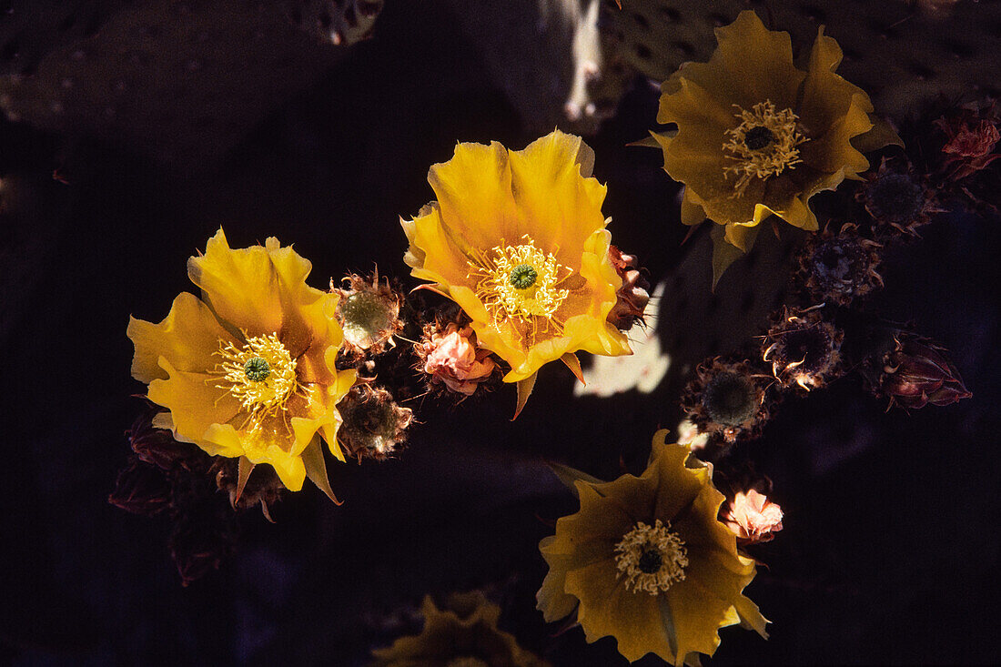 A Blind Prickly Pear Cactus, Opuntia rufida, in bloom in BIg Bend National Park in Texas.