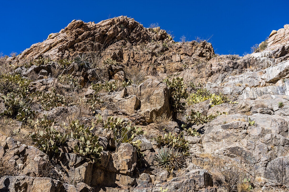 Agaven und Feigenkakteen wachsen aus einer Felswand im Box Canyon in der Sonoran-Wüste südlich von Tucson, Arizona