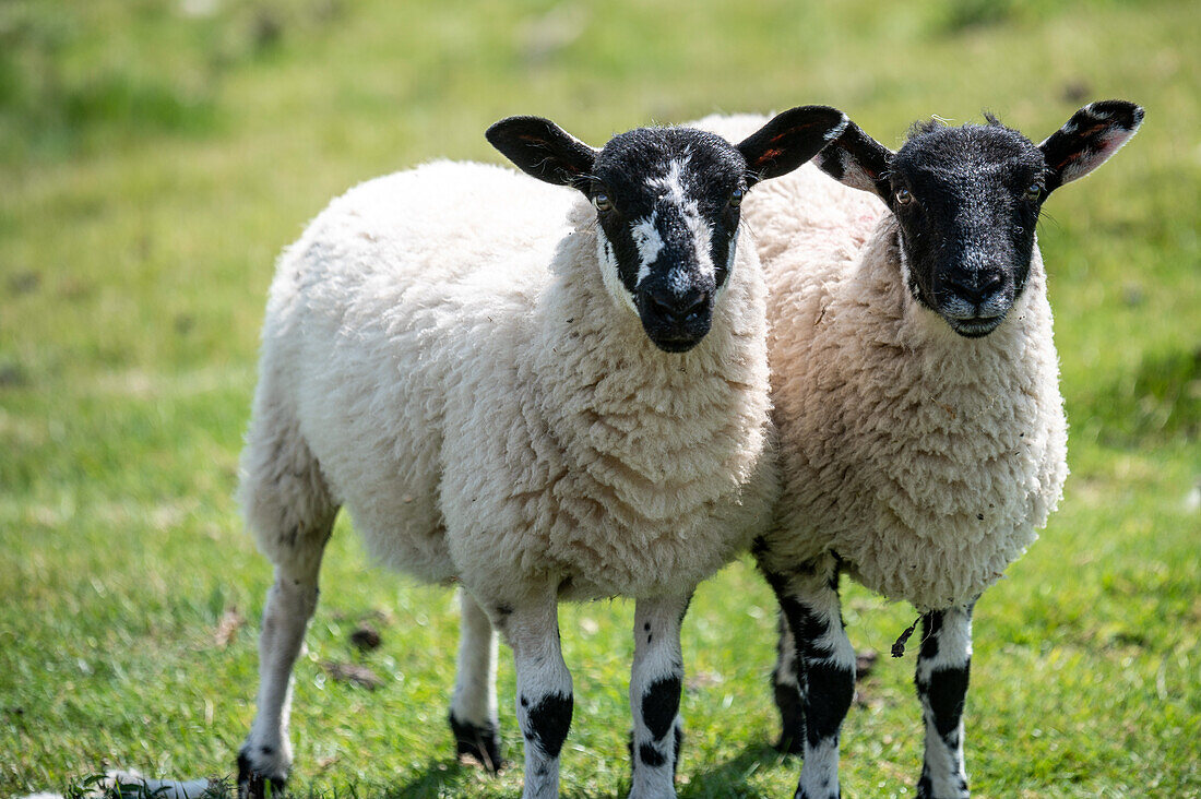 Swaledale-Schafe posieren auf einem Feld in Yorkshire, England