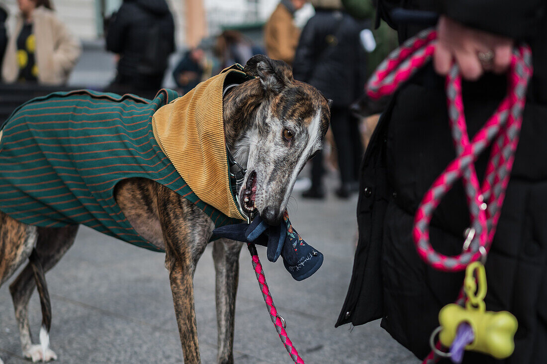 Thousands of people demonstrate in Spain to demand an end to hunting with dogs, Zaragoza, Spain