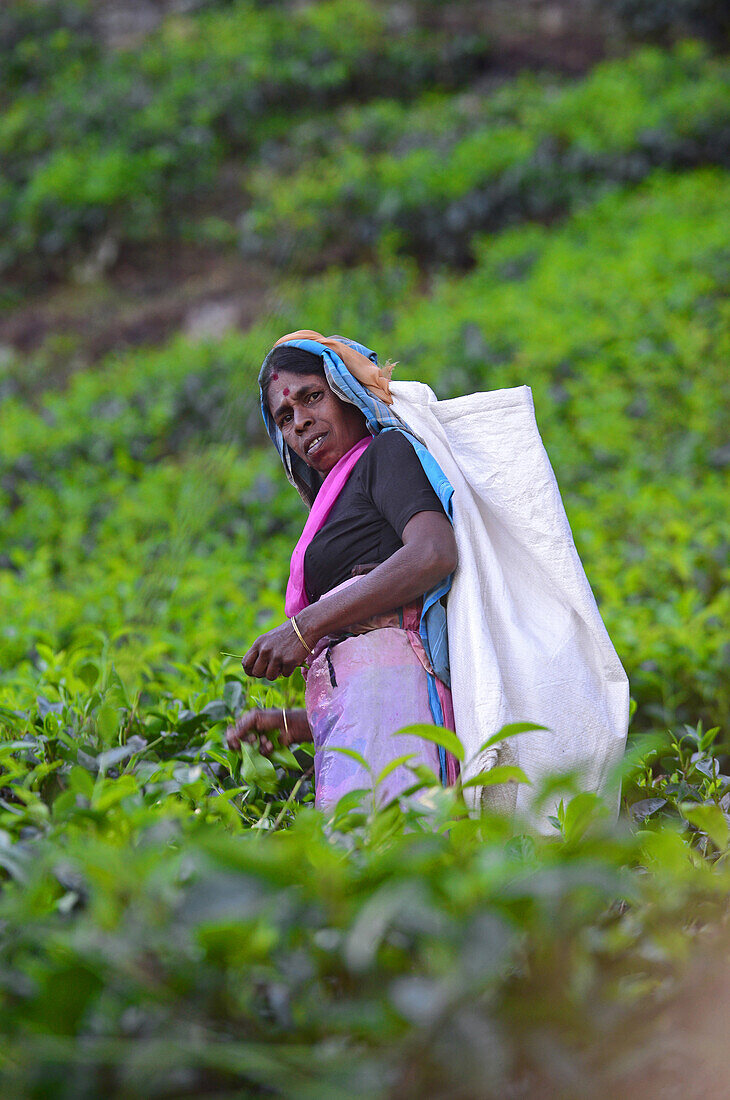 Women tea plantation workers collect the top tiers of the leaves and most delicate shoots to make white and green Ceylon tea.