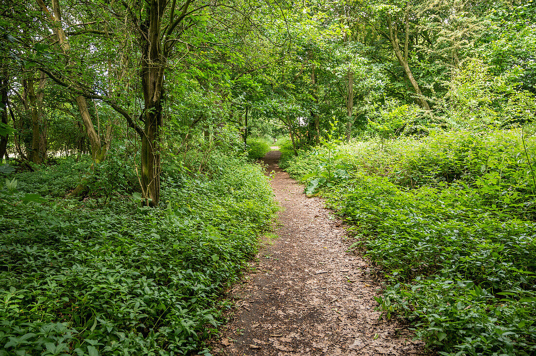 Narrow path in forest in Yorkshire England