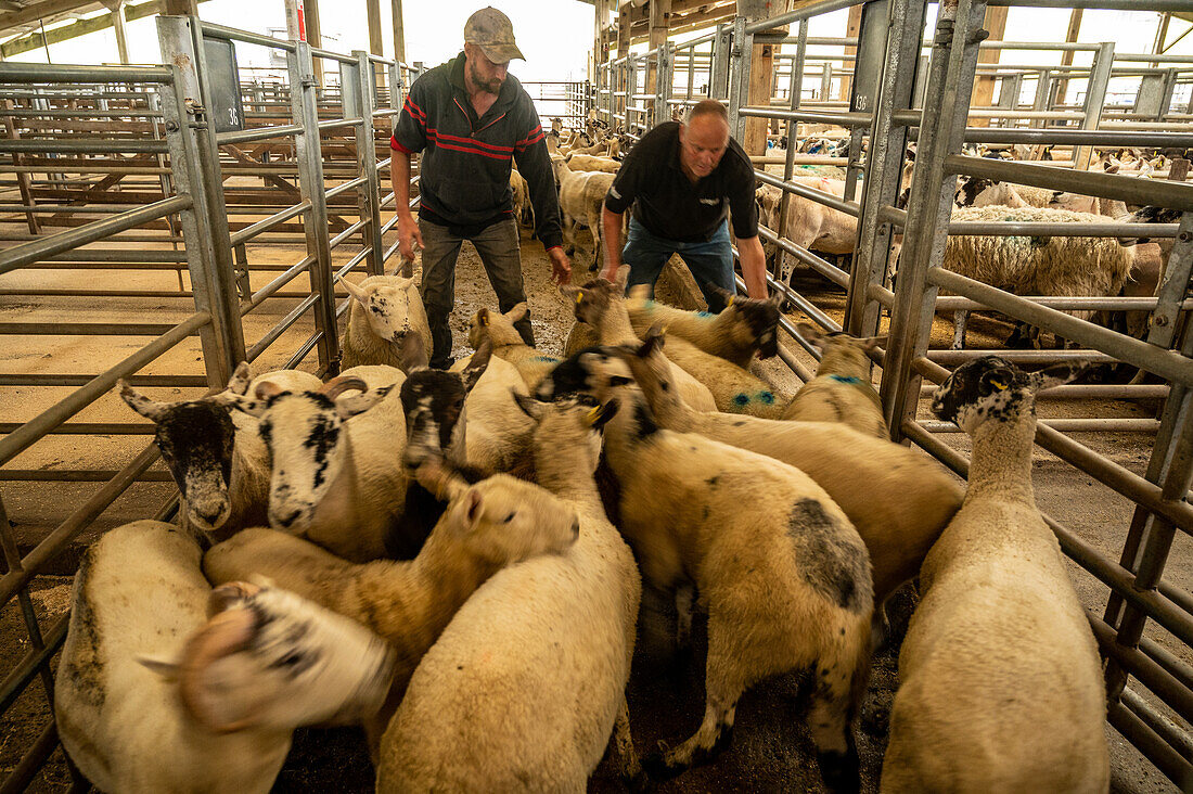 Livestock Auction in Hawes auction mart