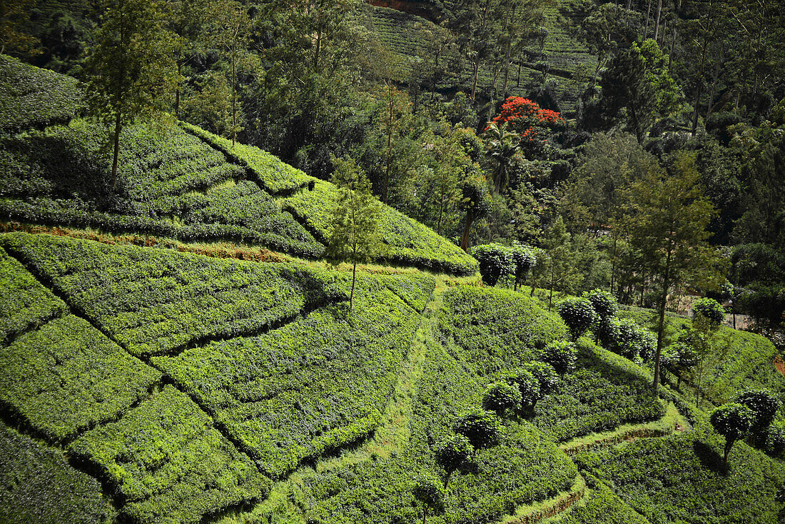 Blick auf die grünen Felder aus dem Zugfenster während der Fahrt von Kandy nach Nuwara Eliya, Sri Lanka
