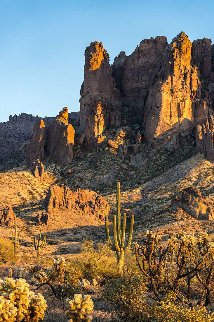 Saguaro-Kaktus und Cholla im Lost Dutchman State Park, Apache Junction, Arizona. Der Superstition Mountain liegt dahinter
