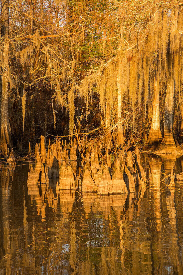 Cypress knees & Spanish moss on old-growth bald cypress trees in Lake Dauterive in the Atchafalaya Basin in Louisiana.