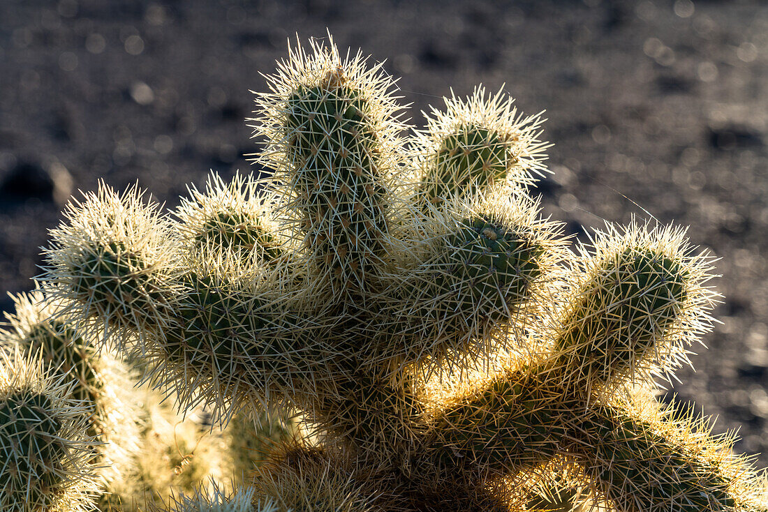 Teddy Bear Cholla, Cylindropuntia bigelovii, in the Sonoran Desert near Quartzsite, Arizona.
