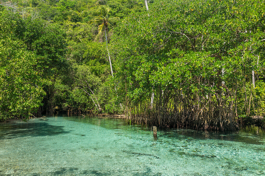 Clear waters of Cano Frio lined by mangroves on the Samana Peninsula, Dominican Republic.