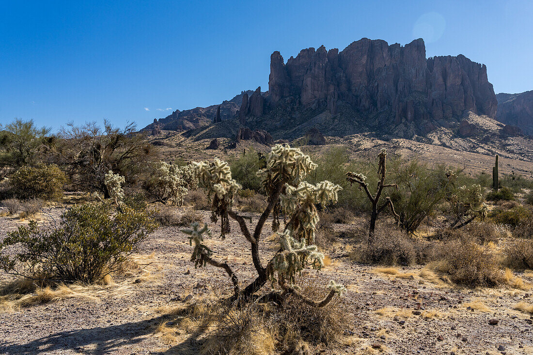Chainfruit Cholla oder Springende Cholla und Superstition Mountain, Lost Dutchman State Park, Apache Junction, Arizona