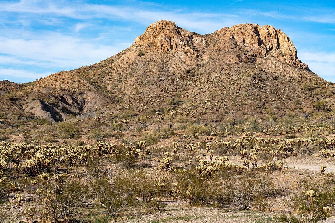 Teddy Bear Cholla und Saguaro-Kakteen in den Plomosa Mountains in der Sonoran-Wüste bei Quartzsite, Arizona