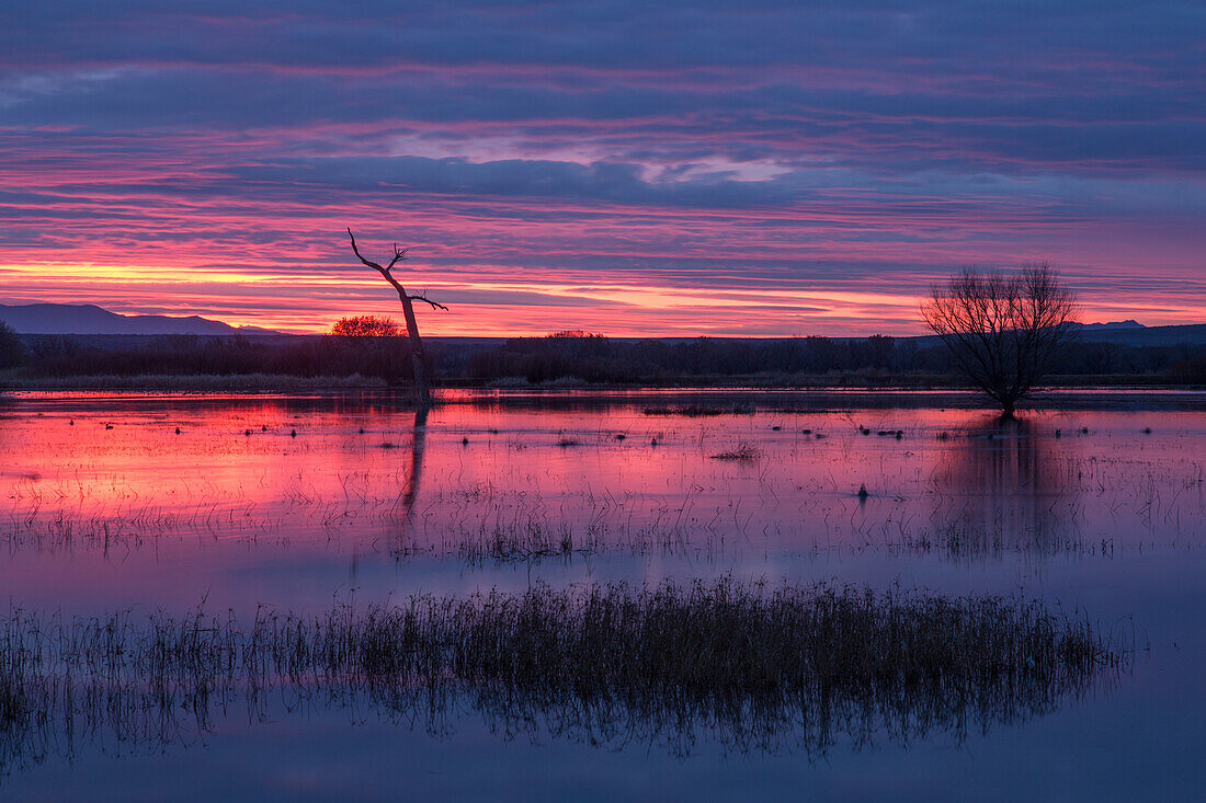 Dabbling ducks feeding in a pond before sunrise at Bosque del Apache National Wildlife Refuge in New Mexico.