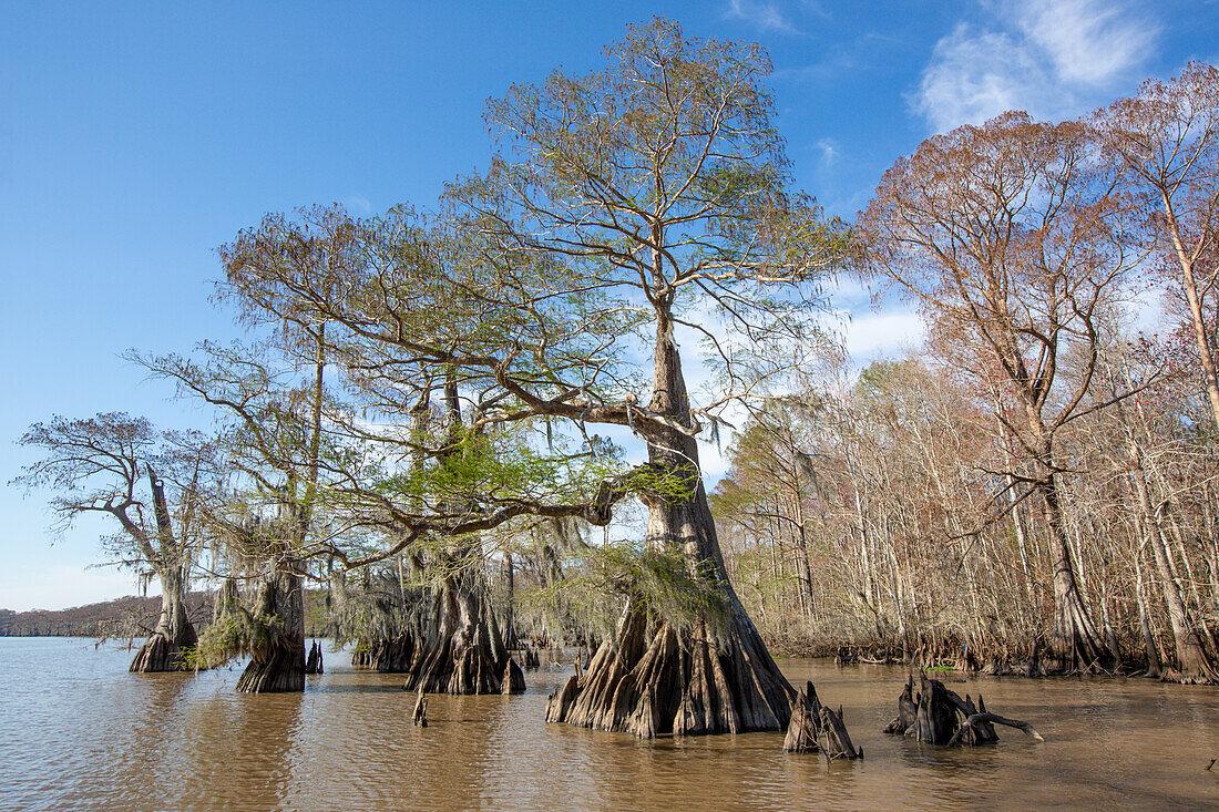 Old-growth bald cypress trees in Lake Dauterive in the Atchafalaya Basin or Swamp in Louisiana.
