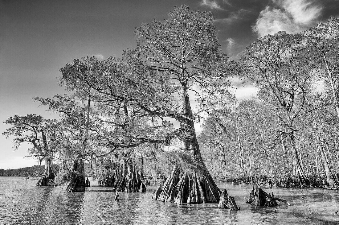 Old-growth bald cypress trees in Lake Dauterive in the Atchafalaya Basin or Swamp in Louisiana.