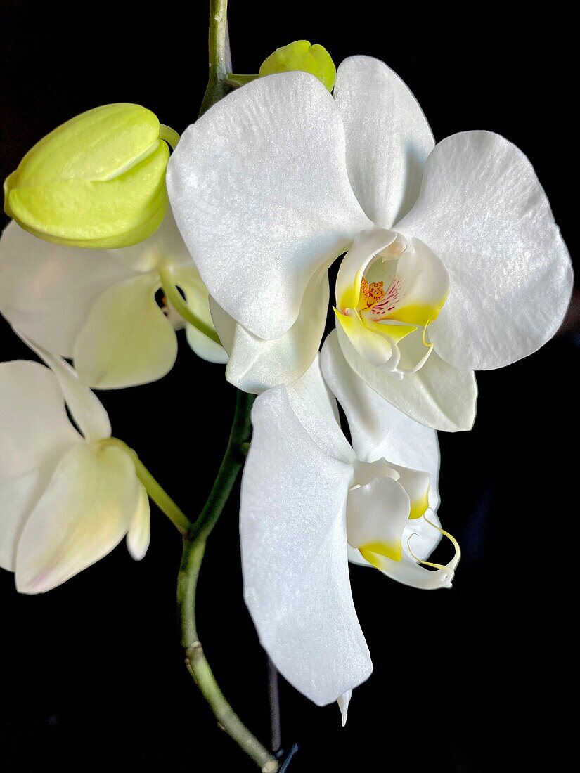 Weiße Orchidee vor schwarzem Hintergrund