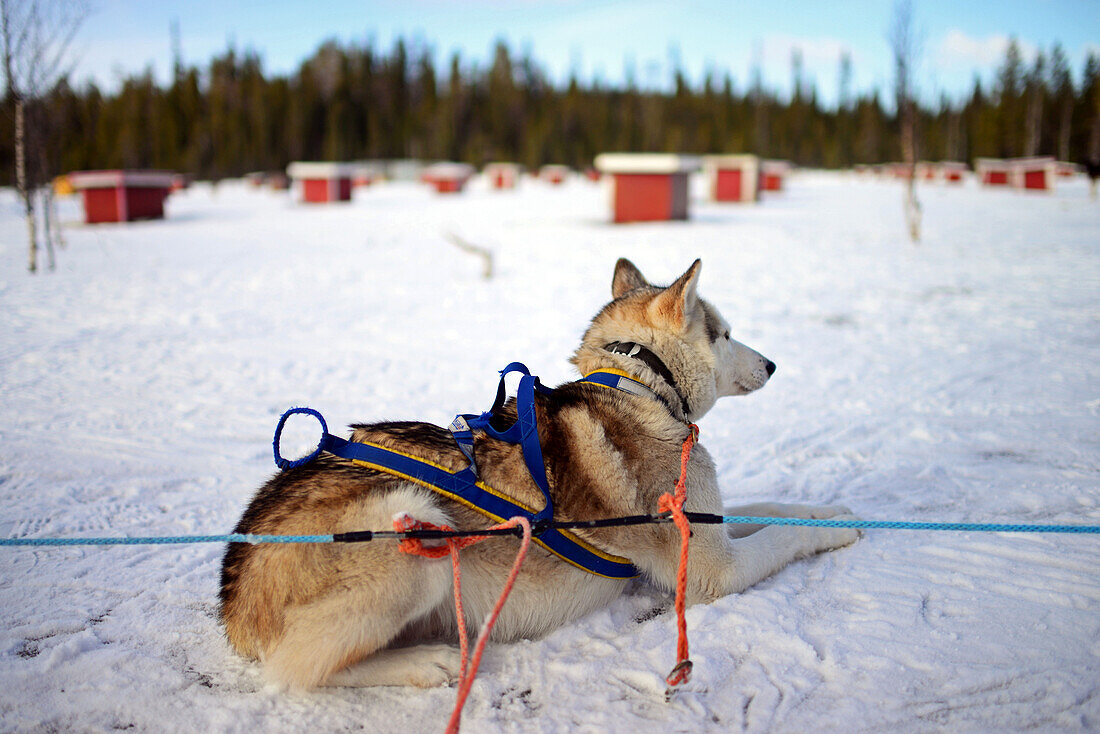 Wilderness husky sledding taiga tour with Bearhillhusky in Rovaniemi, Lapland, Finland